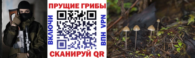 Псилоцибиновые грибы Psilocybine cubensis Шенкурск